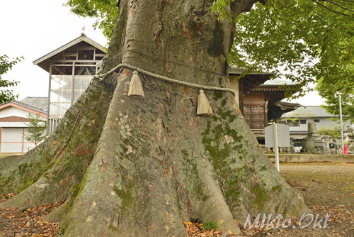茨城県巨木・大桑神社の欅