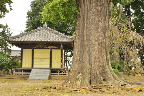 茨城県巨木・一乗院のイチョウ