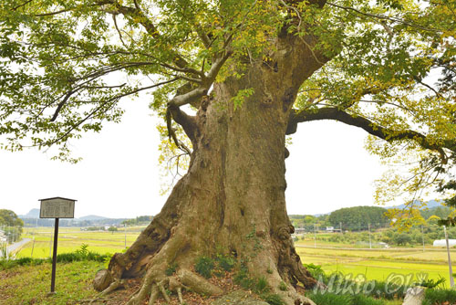 茨城県巨木・柿岡諏訪神社のムクノキ