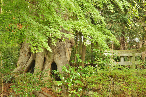 栃木県巨木・上徳次郎のケヤキ