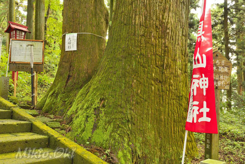 栃木県巨木・羽黒山神社の夫婦杉