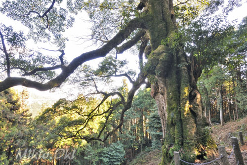 埼玉県巨木・滝の入タブの木