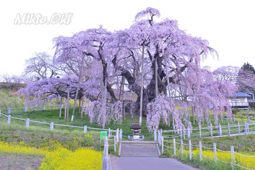 福島県巨木・三春滝桜