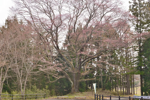 福島県巨木・山田の桜