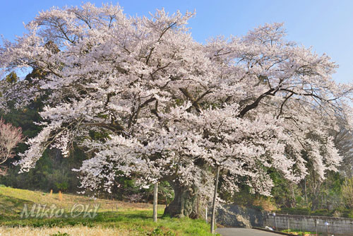福島県巨木・弥明の桜