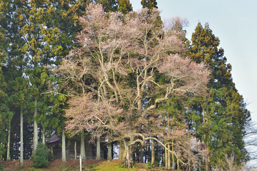 福島県巨木・成田神社の種蒔桜
