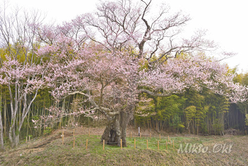 福島県巨木・南成田の大桜