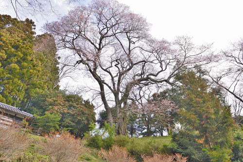 福島県巨木・高城神社の桜