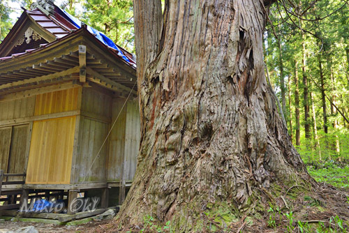 福島県巨木・北野神社の大杉