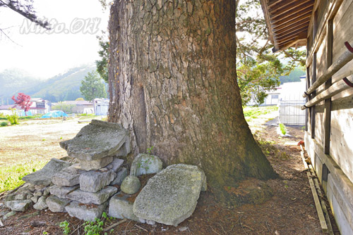 福島県巨木・中荒井稲荷神社のモミ