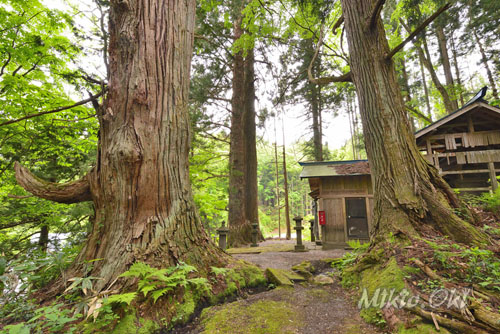 福島県巨木・温泉八幡神社のスギ