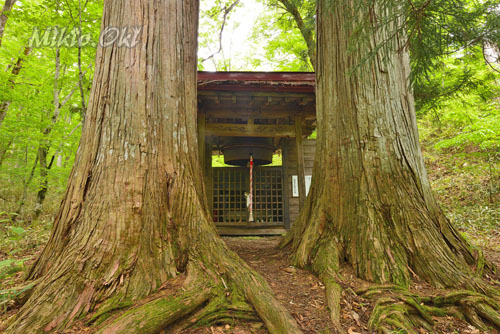 福島県巨木・御鍋神社のサワラ