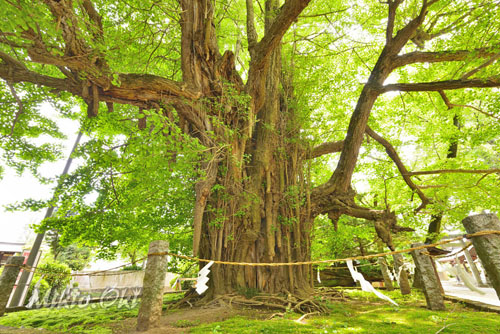 福島県巨木・野木神社のイチョウ