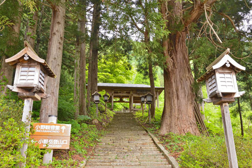 福島県巨木・小野観音堂のスギ