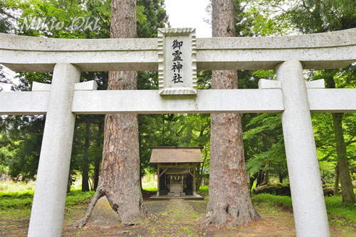 福島県巨木・御霊神社のカラマツ