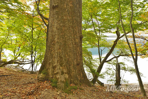 栃木県巨木・日光中禅寺湖・熊窪のミズナラ巨木群