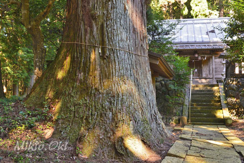 栃木県巨木・鹿沼・久我神社のスギ