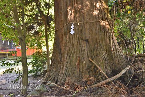 栃木県巨木・矢板市・木幡神社のスギ