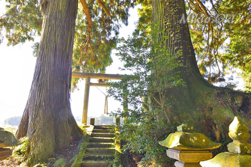 栃木県巨木・矢板市・土屋箒根神社のスギ