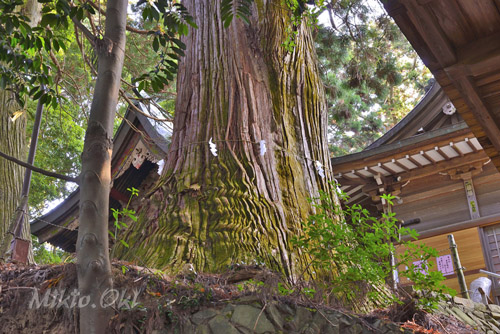栃木県巨木・那珂川町・鷲子山上神社の千年杉