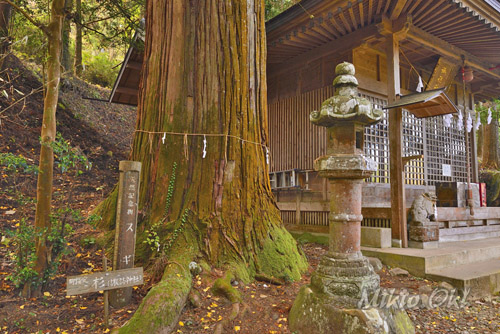 栃木県巨木・那珂川町・富山諏訪神社のスギ