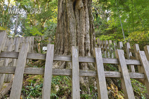栃木県巨木・常陸大宮市・鷲子山上神社のカヤ