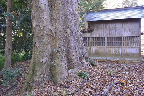 栃木県巨木・真岡市・別雷神社のケヤキ