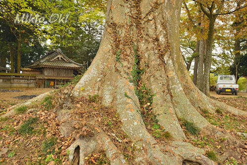茨城県巨木・小美玉市・中延側高神社のケヤキ