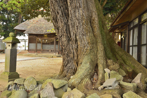 茨城県巨木・石岡市・高浜神社のスダジイとケヤキ