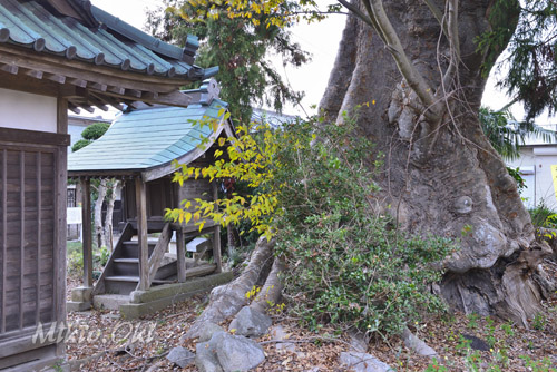 茨城県巨木・かすみがうら市・下佐谷須賀神社のケヤキ