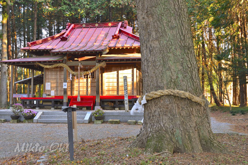 栃木県巨木・下野市・橋本鷲宮神社のモミ