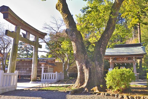 埼玉県巨木・日高市・高麗神社のクスノキ