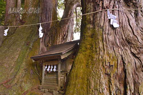 埼玉県巨木・ときがわ町・萩日吉神社の児持杉