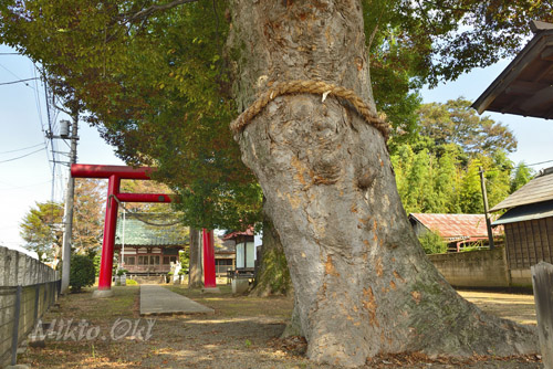 茨城県巨木・筑西市・関本神社のケヤキとクスノキ