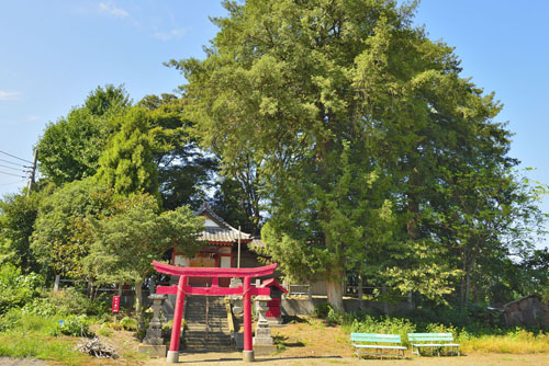 埼玉県巨木・熊谷市・大野伊奈利神社のカヤ