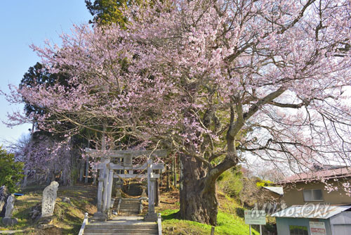 福島県巨木・二本松市・三渡神社の参宮桜