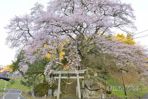 福島県巨木・二本松市・新殿神社の岩桜