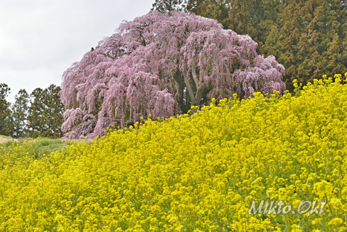 福島県巨木社寺・二本松市・合戦場のしだれ桜