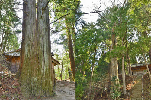 福島県巨木・二本松市・松比羅神社のスギとケヤキ
