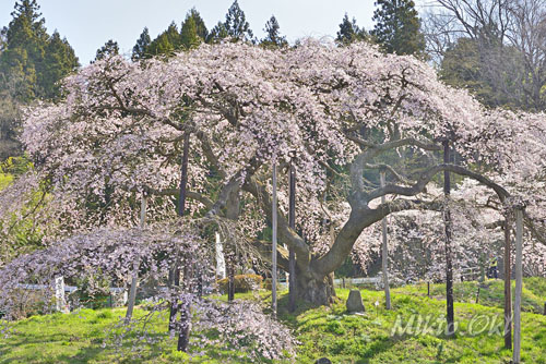福島県巨木・二本松市・中島の地蔵桜
