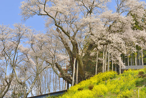福島県巨木・二本松市・桜・祭田のサクラ