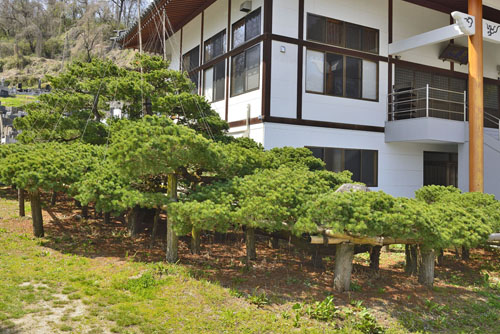 福島県巨木・二本松市・西念寺の臥龍の松
