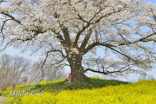 福島県巨木・二本松市・桜・日向の人待ち地蔵桜