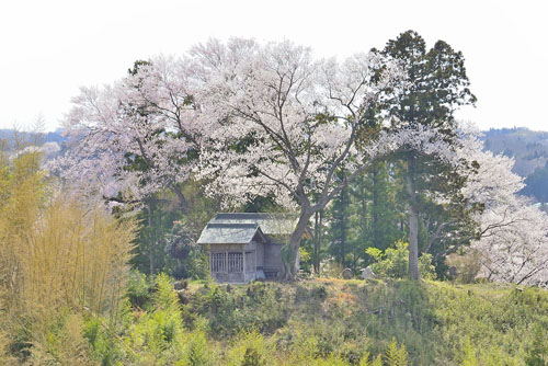 福島県巨木・二本松市・二ツ石稲荷神社の桜