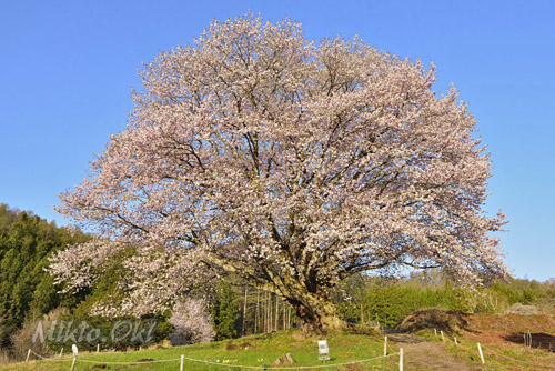 群馬県巨木・片品村・針山の天王桜