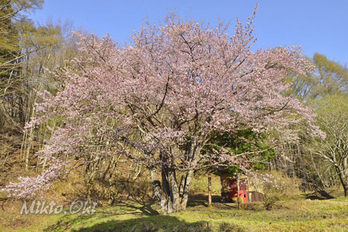 群馬県巨木・片品村・オキノ桜