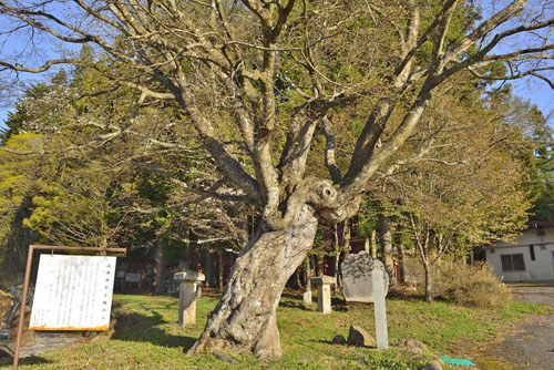 群馬県巨木・片品村・花咲武尊神社のカエデ