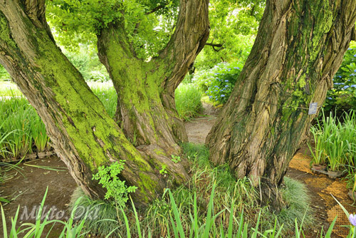 栃木県巨木・足利市・あしかがフラワーパークのアカメヤナギ