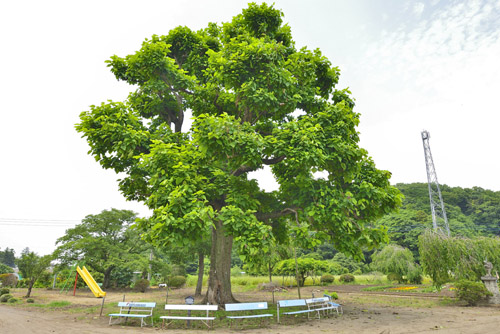 栃木県巨木・真岡市・東大島のアメリカキササゲ