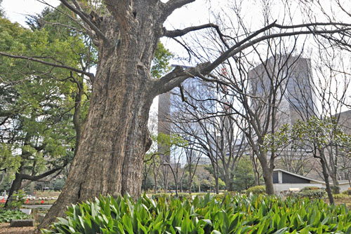 東京都巨木・日比谷公園・首かけイチョウ
